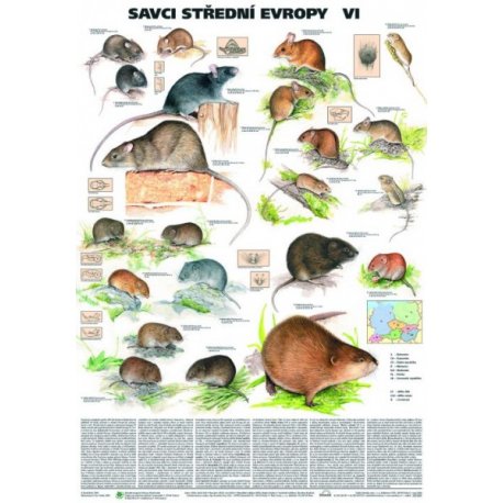 Cicavce strednej Európy VI