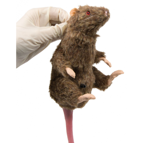 SQUEEKUMS - model laboratórnej krysy