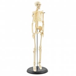 Mini model ľudskej kostry 44 cm