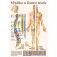 Schéma - Meridiány a Dornova terapia
