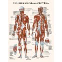 Schéma - Svalová sústava človeka