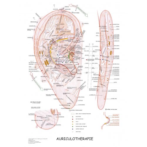 Schéma - Auriculoterapia