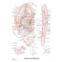 Schéma - Auriculoterapia