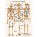 Schéma - Kostra človeka