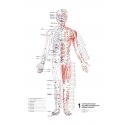 Schéma - Topografia akupunktúrnych bodov 1. 2. 3