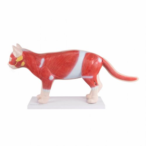 Rozkladací model mačky