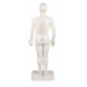 Čínska figurína muža pre akupunktúru - 50 cm