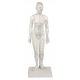 Čínska figurína muža pre akupunktúru - 48 cm