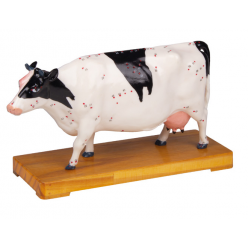 Model kravy s akupunktúrnymi bodmi