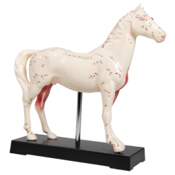 Model koňa s akupunktúrnymi bodmi