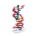 Model dvojitej skrutkovice DNA, 12 segmentov, sada mini DNA