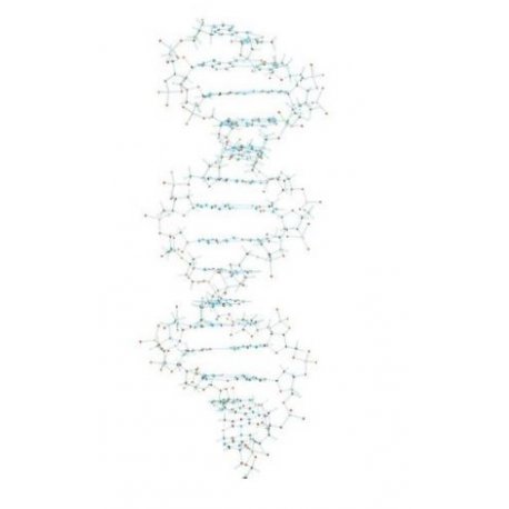 Model DNA
