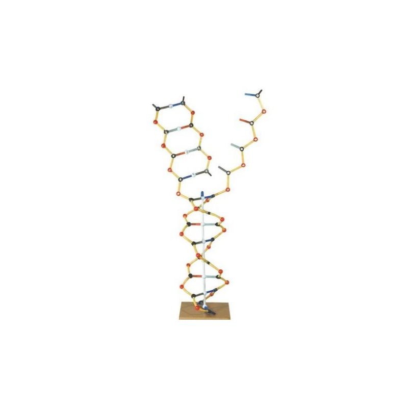 Model DNA-RNA zobrazujúci proces transkripcie dvojitej skrutkovice DNA ...
