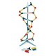 Malý model DNA, Cochranes of Oxford