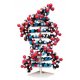 Veľký 3D model DNA