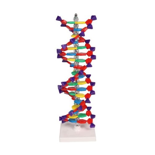 Dvojitá skrutkovica DNA