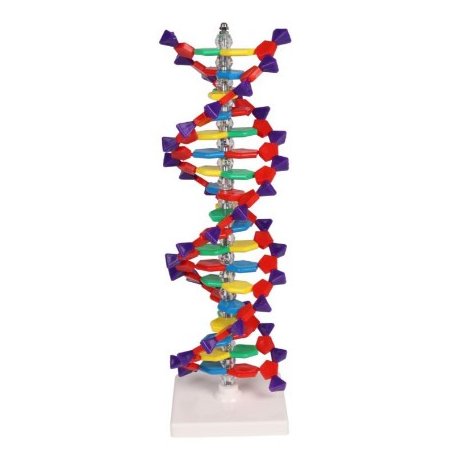 Dvojitá skrutkovice DNA