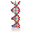 Dvojitá skrutkovica DNA