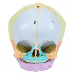 Model lebky plodu - 40. týždeň - didaktický, malovaný