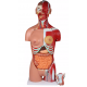 Anatomické torzo s otvoreným chrbtom