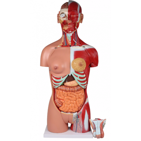 Anatomické torzo s otvoreným chrbtom