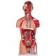 Anatomické torzo s otvoreným chrbtom