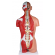 Anatomické torzo s otvoreným chrbtom - chrbtica