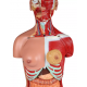 Anatomické torzo s otvoreným chrbtom