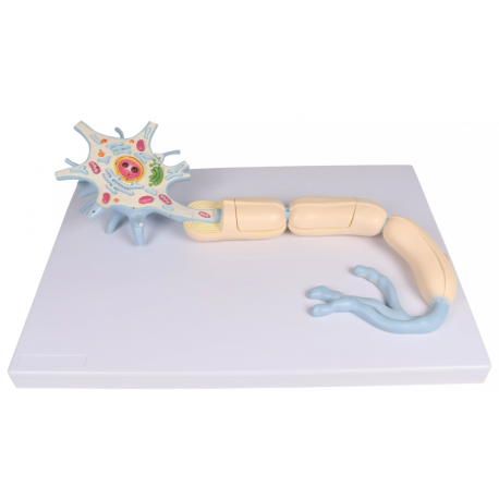 Neurón