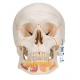 Lebka dentálna s otvorenou spodnou čeľusťou - 3 časti