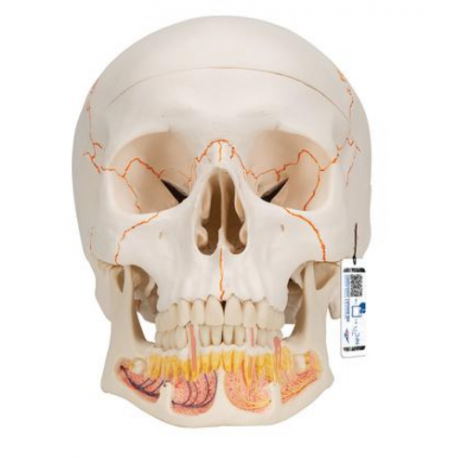 Lebka dentálna s otvorenou spodnou čeľusťou - 3 časti
