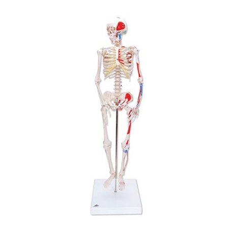 Mini model ľudskej kostry - s maľovanými svalmi - na stojane