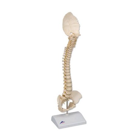 Model ľudskej chrbtice - detský - BONElike™