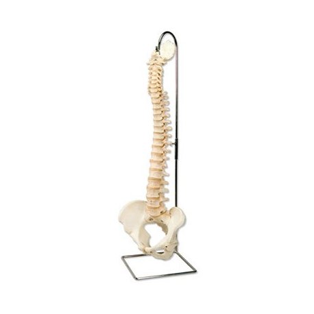 Model ľudskej chrbtice - BONElike™